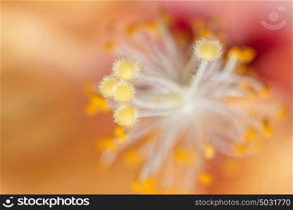 Background macro orange pollen