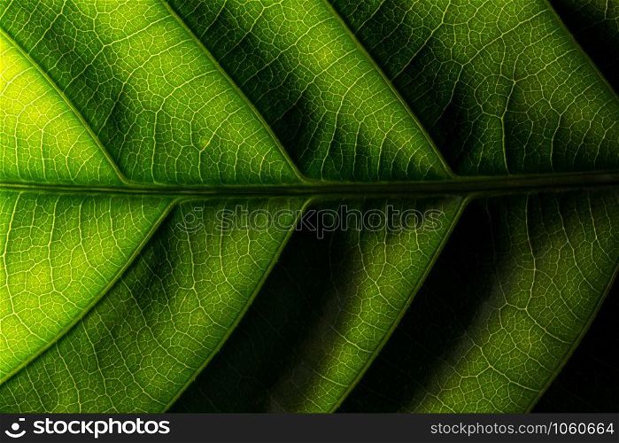 Background macro pattern of green leaves