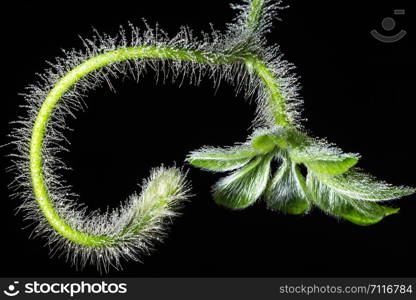 Background macro plant