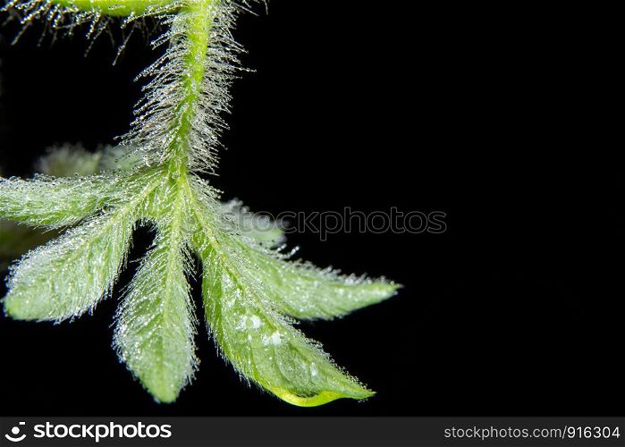 Background macro plant