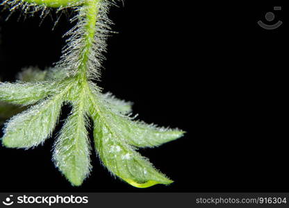 Background macro plant