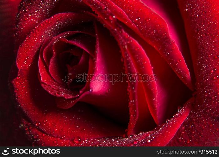 Background macro Red rose petals