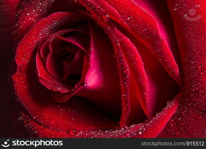 Background macro Red rose petals