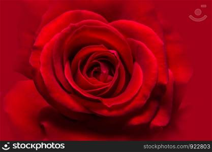 Background macro red roses