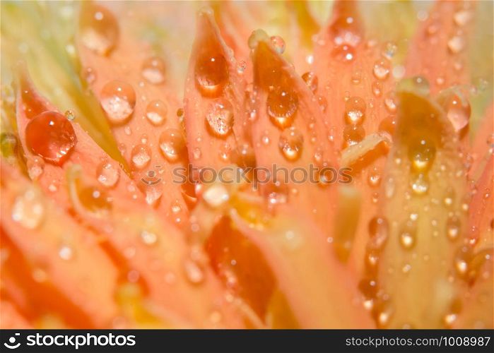 Background macro water droplets on the petals