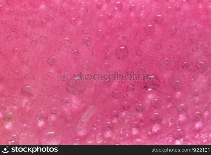 Background macro water droplets on the petals of pink roses