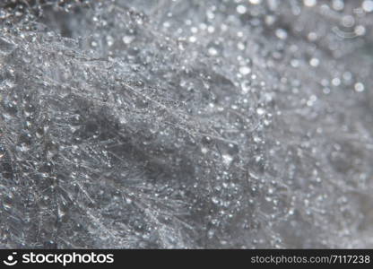 Background macro water drops on feathers