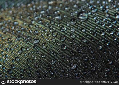 Background macro water drops on feathers