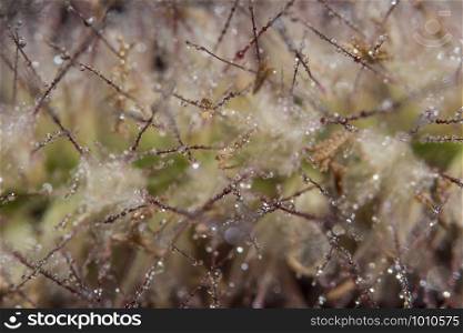 Background macro water drops on grass flowers