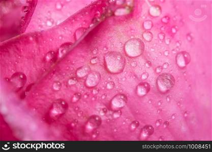 Background macro water drops on pink petals.