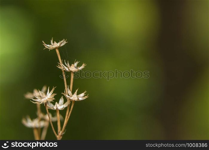 Background macro wildflower