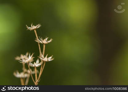 Background macro wildflower