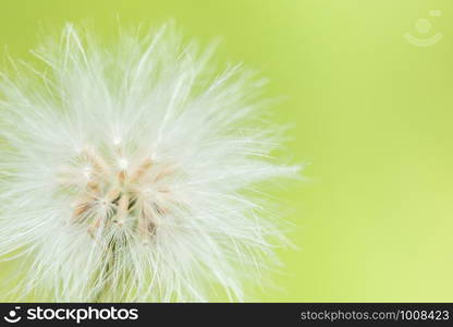 Background macro wildflower