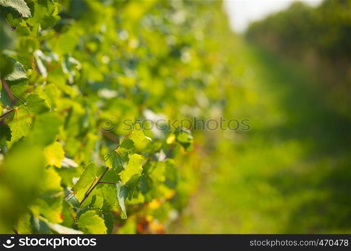 background made of close up italian wineyard shot