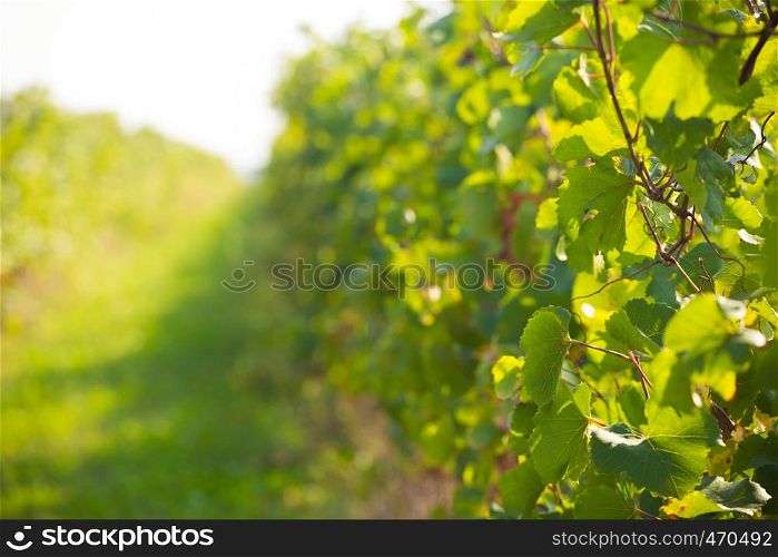 background made of close up italian wineyard shot
