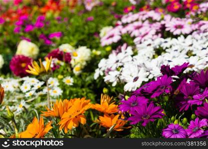background made of lot of multicolored flowers Chrysanthemum