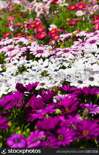 background made of lot of multicolored flowers Chrysanthemum