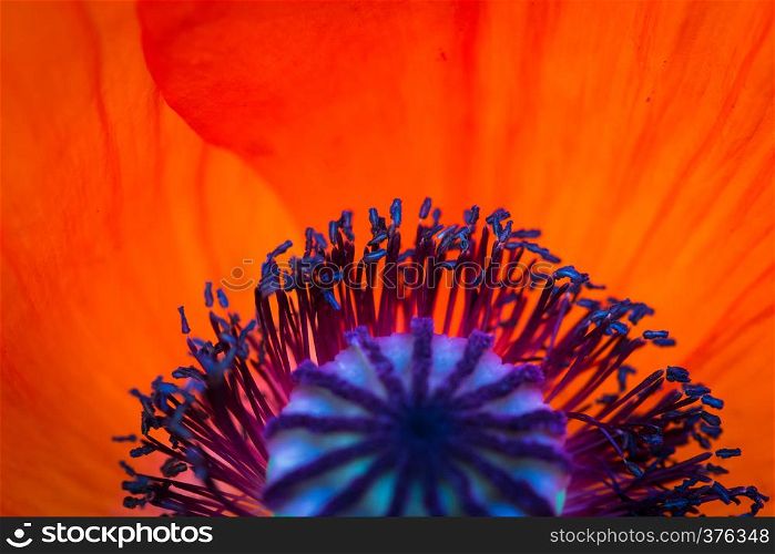 background made of red poppy flower close up