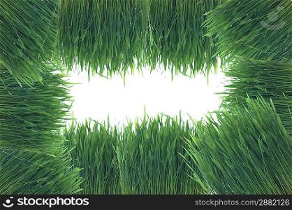 background maked from grass with copy space
