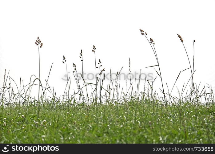 background meadow grass backdrop