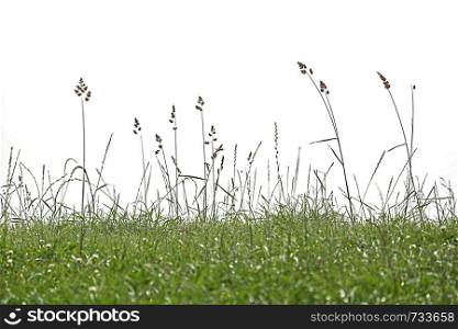 background meadow grass backdrop