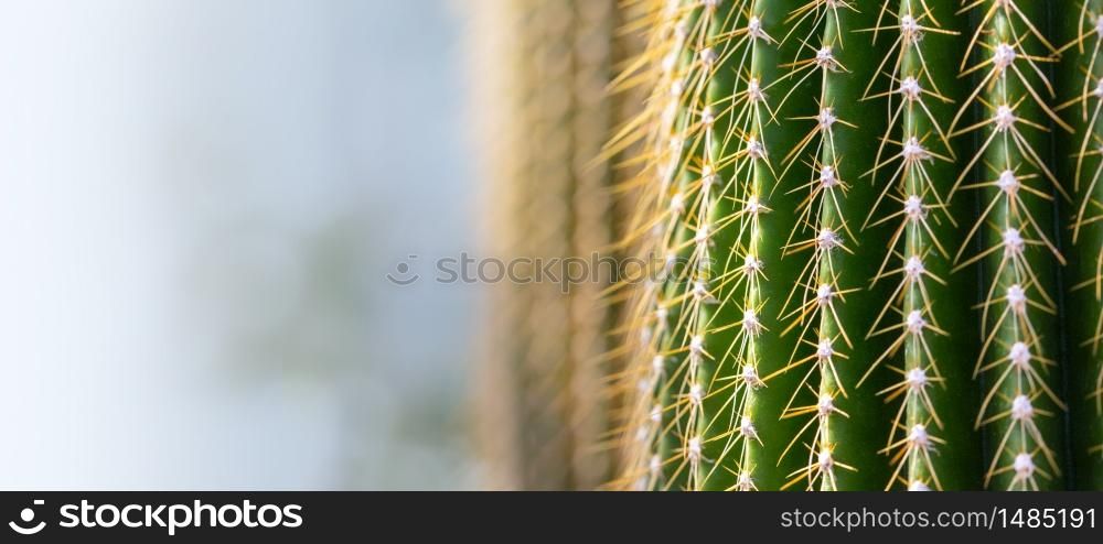 background of a cactus with long spines with copy space