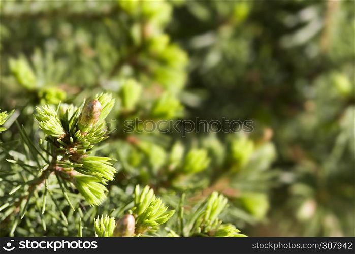 background of a decorative garden fir-tree