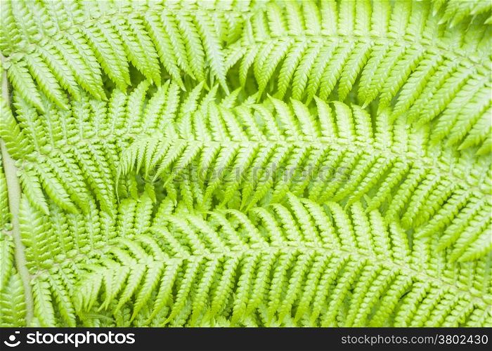 Background of a green fern