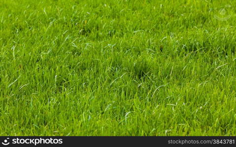 Background of a green grass