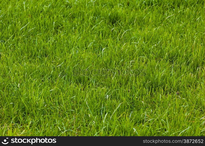 Background of a green grass