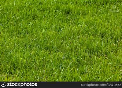Background of a green grass