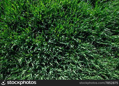 Background of a green grass