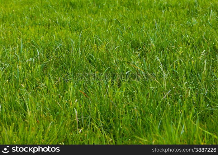 Background of a green grass. Green grass texture