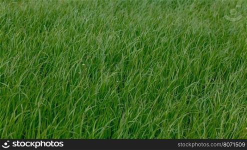 Background of a green grass. Green grass texture