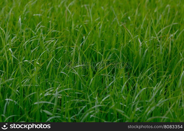 Background of a green grass. Green grass texture