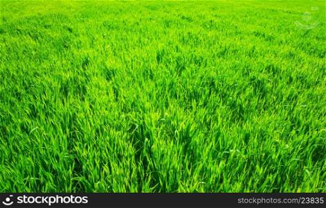 Background of a green grass&#xA;&#xA;