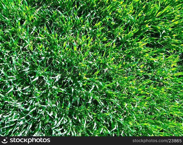 Background of a green grass&#xA;&#xA;