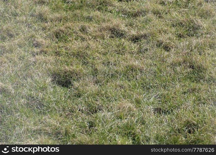 Background of a half green grass. Half Dray grass texture. Early spring grass texture from a field. Background of a half green grass. Half Dray grass texture. Early spring grass texture