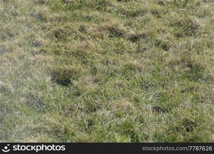 Background of a half green grass. Half Dray grass texture. Early spring grass texture from a field. Background of a half green grass. Half Dray grass texture. Early spring grass texture