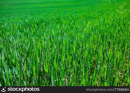 background of a lush green grass