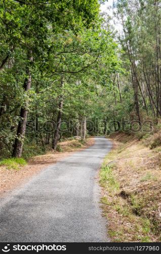 Background of a rural road that runs through a forest