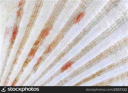 Background of a seashell surface extreme macro image