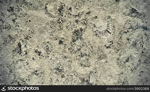 Background of ammonite fossils on a rock