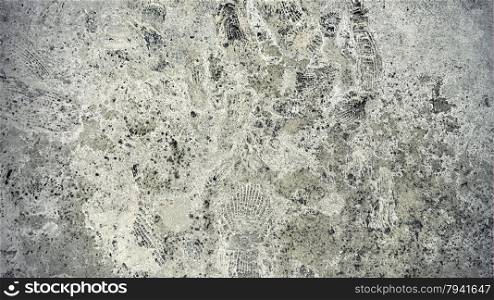 Background of ammonite fossils on a rock