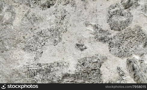 Background of ammonite fossils on a rock