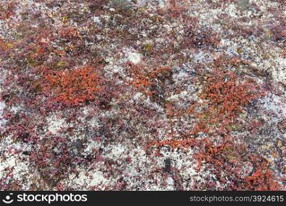 Background of arctic tundra vegetation with lichen, dwarf birch and mosses