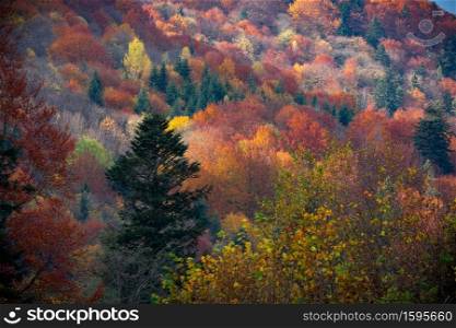 Background of autumn carpathian forest with gold and red foliage and sunny rays. Autumn landscape of Carpathian Forest