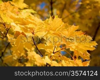background of autumn foliage