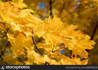 background of autumn foliage