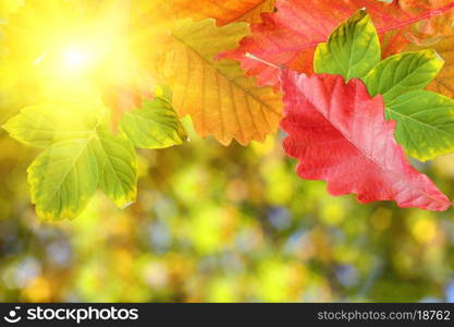 Background of autumn leaves